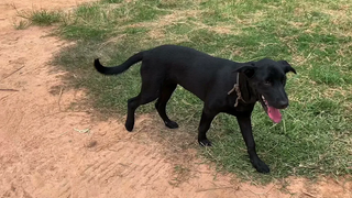 หมาน่ารักกระดิกหางหมาอารมณ์ดี