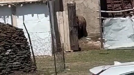 Cop: You sly dog, you run so fast!