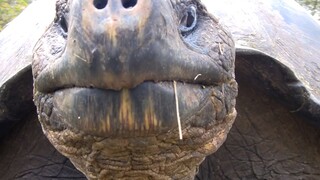You are a hundred years old turtle and you are still acting cute like a curious baby