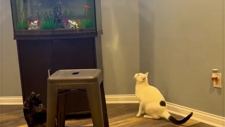 Brave Kitty Isn’t Afraid of Falling Into the Water — A TikTok Creator