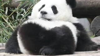 If you were a panda