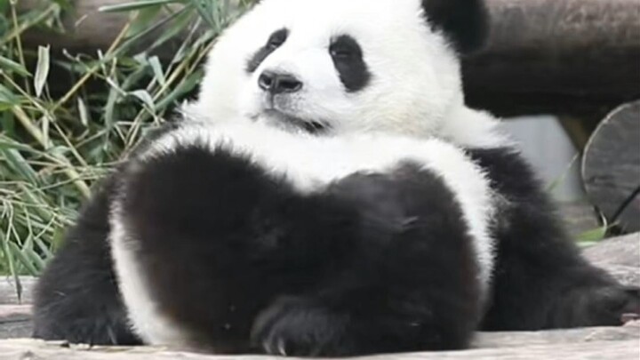 Nếu bạn là một chú gấu trúc
