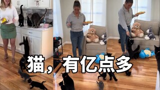 "Honey, do we have a cat that's over a billion?"