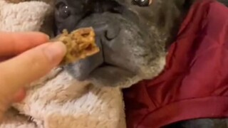 Netizens accompany their dog on its final day