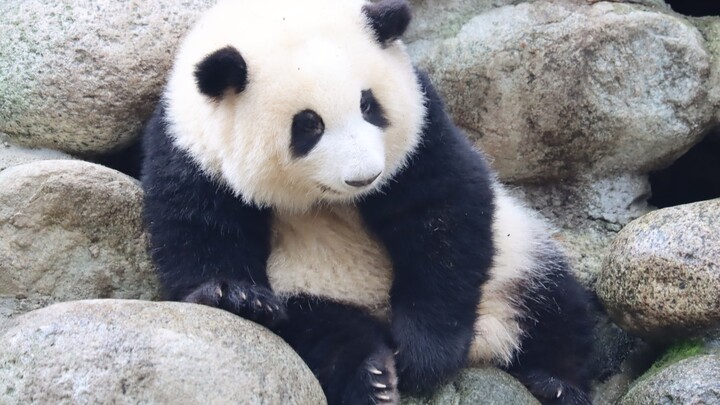 Hua Hua: Being so careful, I still ended up slipping and falling. It’s all those slippery rocks’ fau