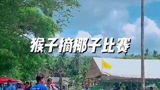 เดี๋ยวนี้การแข่งขันสูงมาก แม้แต่ลิงยังต้องแข่งขันเพื่อให้ได้งาน!