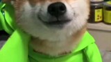 เมื่อคนญี่ปุ่นเห็นสุนัขตัวนี้ต้องพูดว่า "บาก้า"