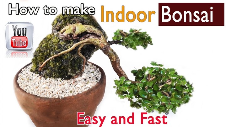 如何制作室内盆景 Rúhé zhìzuò shìnèi pénjǐng How to make Indoor Bonsai in easy way and fast