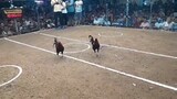3 cock derby Champion 1st Fight win