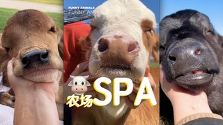 Your cow's spa treatment has begun!