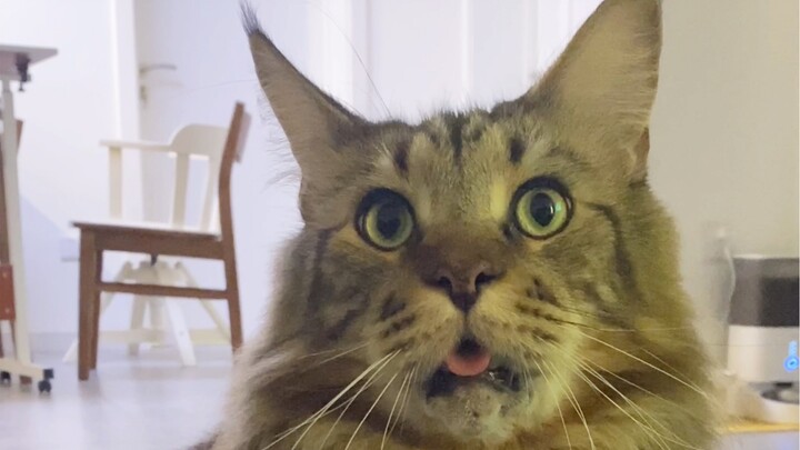 Trên người mèo con thì chẳng bao giờ mọc thứ vô dụng đâu!