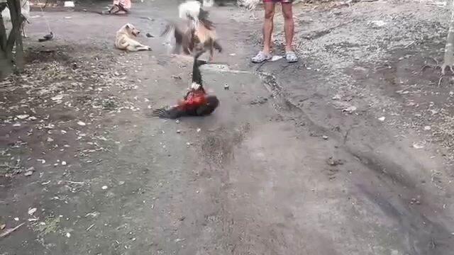 the champ bulik vs sanford sweater