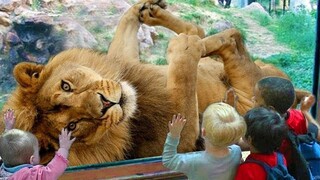 Kids And Animals At The Zoo 9 - Animals Funny Video | Pet Squad