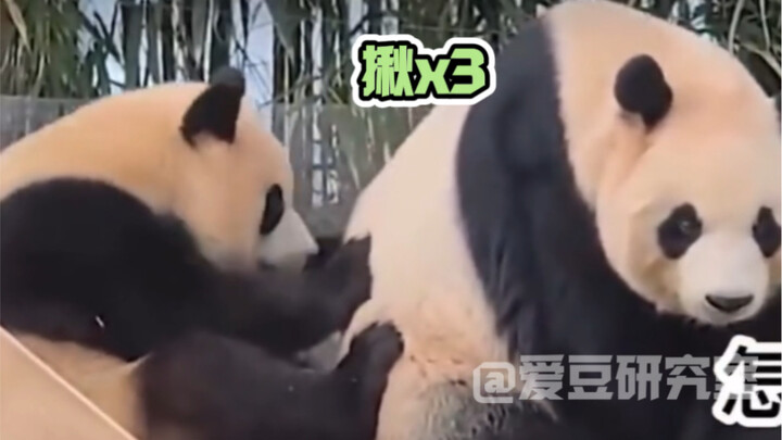 福宝：妈妈吃饭我滑滑梯，妈妈喝水我揪毛，每天都在妈妈的雷区蹦迪