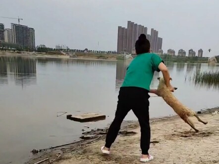 Bahkan kalau kamu mencemplungkan anjing ke dalam air, membelahnya dengan pisau, atau membakarnya di 