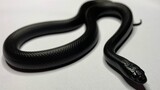 【4k视频60帧】近距离欣赏纯黑 黑王蛇之美