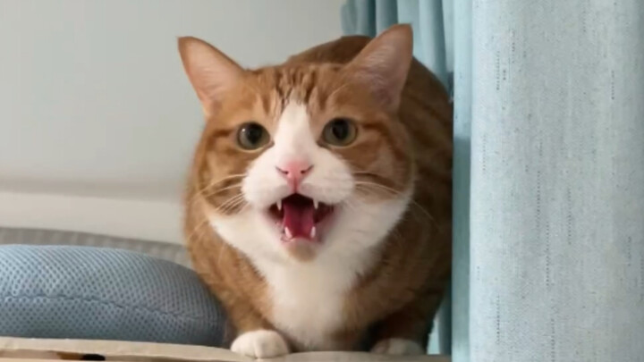 Mèo mi ghen rồi kìa | ᴥ•́ )✧