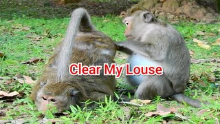 Amazing !! Monkeys Have Pregnancy Exchange Grooming Together,They are Well for Helping to Find Louse