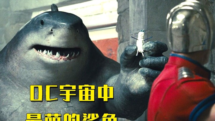 The cutest shark in DC—so cute even its teammates can’t help but “eat” it!