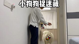 求问跟小狗狗玩捉迷藏怎么才能赢？