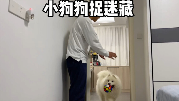 How can I win at hide-and-seek with my puppy?