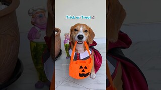 ANABUL JADI PENYIHIR SAAT HALLOWEEN‼️😱 #shorts #anjinglucu