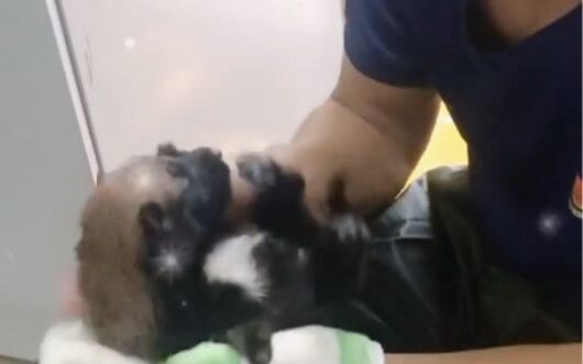 Just now, a sudden downpour hit, and a litter of tiny puppies outside the fire station were about to