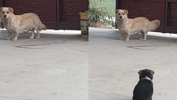 Một bé cún ở Hà Nam đến nhà mới, chó mẹ không yên tâm nên đến thăm con, hai bên nhìn nhau đầy tình y