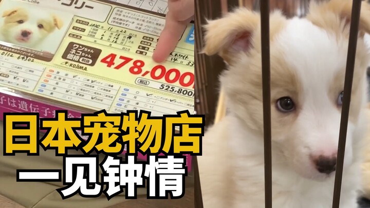 A dog costs 500,000 yen—I quietly visited a pet store in Japan