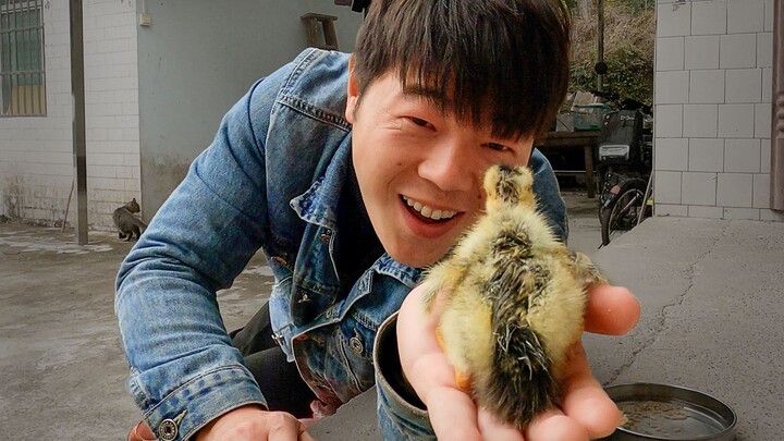 Sau 30 ngày miệt mài, cuối cùng đã ấp nở được thế hệ con cháu của F4!