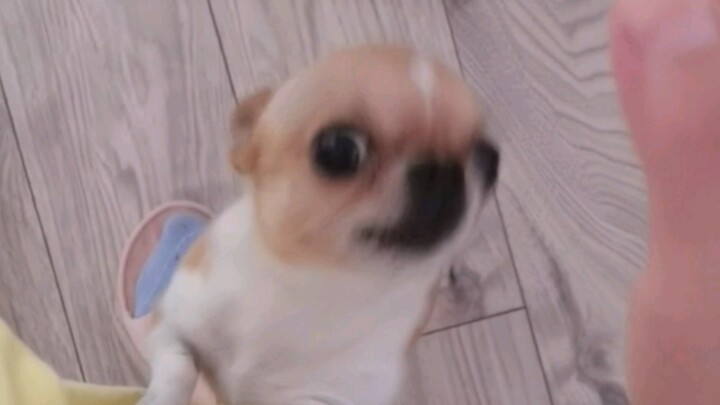 Ketika kamu berpura-pura membelai anjingmu, dia akan benar-benar marah.