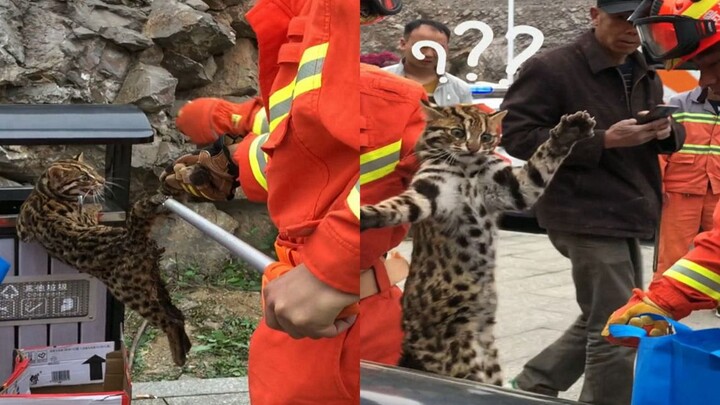 Mèo rừng lạc vào ga tàu cao tốc bị “bắt giữ”, dáng vẻ trông thật hài hước; cư dân mạng bình luận: lo