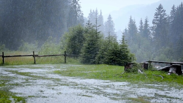 Suara hujan di hutan pinus yang berdesir – menenangkan suasana hati, membantu tidur, menyembuhkan, d