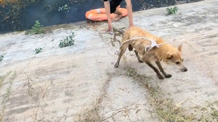 Anjing: Manusia adalah serangga yang menguntungkan