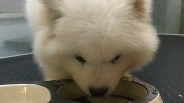 Samoyed baby! So cute!