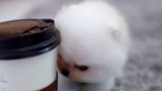 What a cute little thing!