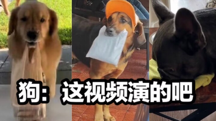 شوّشت كلبي، وقال إنها تمثيل.