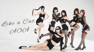 عرض أزياء مثير على الإنترنت مع أرجل للسيطرة على الشاشة ♥︎AOA-Like a Cat♥︎غلاف الأغنية الكاملة