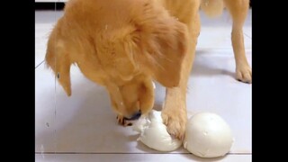 这傻狗，一辈子也吃不上四个菜