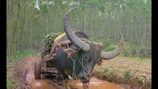 又到了甘蔗收获季节，二十年的水牛，继续帮忙拉甘蔗，这段时间辛苦了！