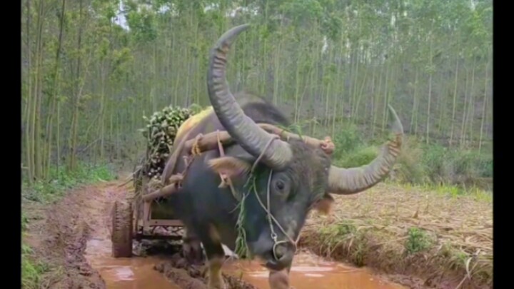 又到了甘蔗收获季节，二十年的水牛，继续帮忙拉甘蔗，这段时间辛苦了！