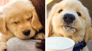 8+ Minutes of Cute & Funny Golden Puppies that Will Make Your Day Full of Happiness 😍💕| Cutest Puppy