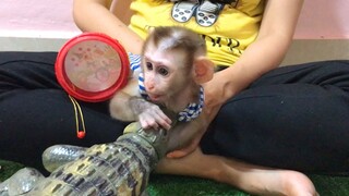 Mino monkey scared of elephant and lion but not crocodile