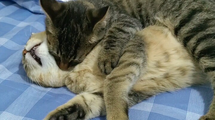 Mèo con lại làm chuyện thế này với anh trai nó!
