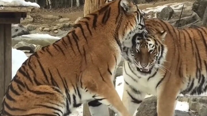 Can a two-year-old Northeastern tiger still be carried by its mother?