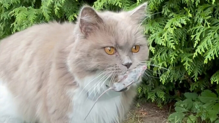The ending of the documentary "Cat and Mouse" (Part 2) is a bit unexpected