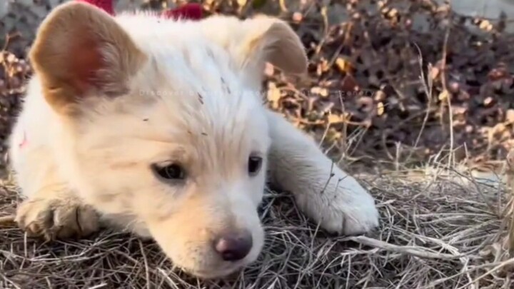 หมา:เสี่ยวเหลียง ทีเด็ดทั้งหมดเลย!