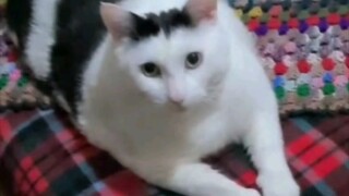 ชีวิตประจำวันของแมวบ้าเอ๊ย