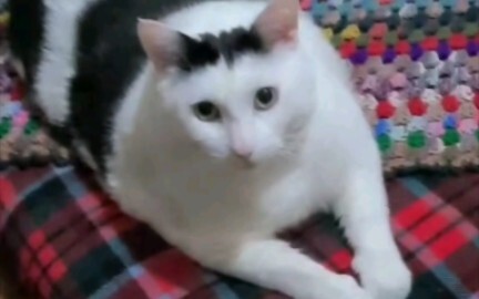 Bruh cat's daily life