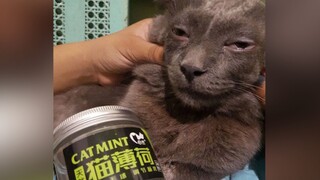 Cat: Beware of new drugs!